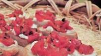 Winter Tomato Bruschetta Winter Tomato Bruschetta