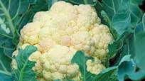 Cauliflower Antipasto Salad Cauliflower Antipasto Salad
