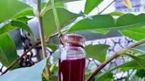 Black Plum Juice for Diabetic Patients Black Plum Juice for Diabetic Patients