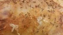 Polish Pork Loin Polish Pork Loin