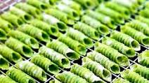 Homemade Spinach Pasta Homemade Spinach Pasta