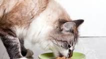 Easy Homemade Cat Gravy Easy Homemade Cat Gravy