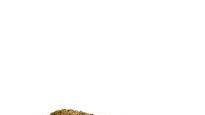 Basil Marinated Pork Roast Recipe Basil Marinated Pork Roast Recipe