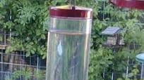 Hummingbird Feeding Solution Hummingbird Feeding Solution