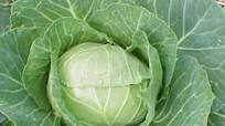 Medicinal properties of cabbage Medicinal properties of cabbage