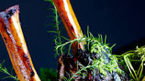 Beer-Braised Beef Shanks with Parsley Pecan Pesto Beer-Braised Beef Shanks with Parsley Pecan Pesto