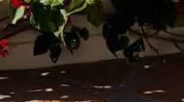 Smoked Tri Tip Beef Roast Recipe Smoked Tri Tip Beef Roast Recipe