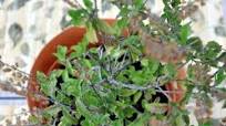 All about growing Tulsi and Basil at home and storing them!! All about growing Tulsi and Basil at home and storing them!!