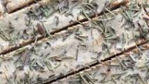 Paleo AIP Rosemary and Thyme Focaccia Bread Paleo AIP Rosemary and Thyme Focaccia Bread