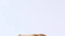 4 Ingredient Whole Wheat Artisan Bread 4 Ingredient Whole Wheat Artisan Bread