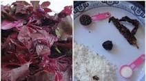Red amaranth Recipes-Red amaranth leaves curry Red amaranth Recipes-Red amaranth leaves curry