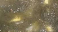 Desi saag Desi saag