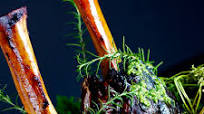 Beer-Braised Beef Shanks with Parsley Pecan Pesto Beer-Braised Beef Shanks with Parsley Pecan Pesto