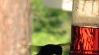 Hummingbird Nectar Food For Your Feathered Friends Recipe Hummingbird Nectar Food For Your Feathered Friends Recipe