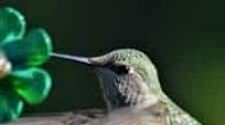 The Best Homemade Hummingbird Food The Best Homemade Hummingbird Food