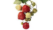 Martha's Strawberry Jam Martha's Strawberry Jam