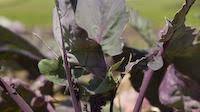 Kohlrabi salad with herb dressing Kohlrabi salad with herb dressing