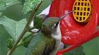 Hummingbird Nectar Hummingbird Nectar