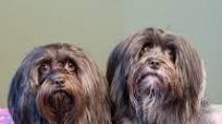 Healthy Homemade Dog Food Healthy Homemade Dog Food