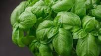 Basil Substitutes – The 19 Best Options Basil Substitutes – The 19 Best Options