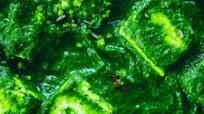 VIBRANT GREEN PALAK PANEER VIBRANT GREEN PALAK PANEER