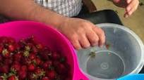 Old-Fashioned Strawberry Jam For Canning Old-Fashioned Strawberry Jam For Canning