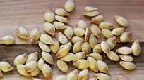 Roast Spaghetti Squash Seeds Roast Spaghetti Squash Seeds