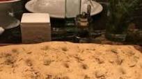 Golden Focaccia Golden Focaccia