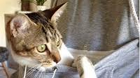 Homemade Cat Food Recipes Homemade Cat Food Recipes