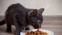 Easy Homemade Cat Gravy Easy Homemade Cat Gravy