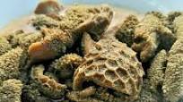 Simple Tripe | mogodu | Umgxabiso | Usu Recipe Simple Tripe | mogodu | Umgxabiso | Usu Recipe