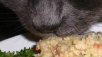 Fee's Special Kitty Cat Renal/Kidney/Diabetes Diet Fee's Special Kitty Cat Renal/Kidney/Diabetes Diet