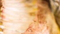 Roasted Lamb Breast Recipe Roasted Lamb Breast Recipe