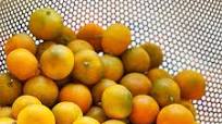 Calamansi Calamansi