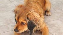 Healthy Homemade Peanut Butter Dog Treats Healthy Homemade Peanut Butter Dog Treats