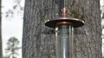 Hummingbird Nectar Hummingbird Nectar