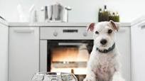 Vet-Approved Homemade Dog Food Vet-Approved Homemade Dog Food