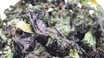 Crunchy Kale Chips Crunchy Kale Chips
