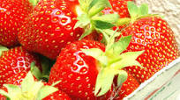 Christmas Treat: Chocolate Covered Strawberries Recipe - (3.8/5) Christmas Treat: Chocolate Covered Strawberries Recipe - (3.8/5)