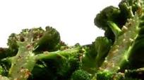 Simple and Satisfying Broccoli Simple and Satisfying Broccoli