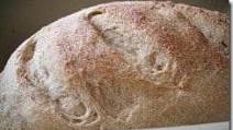 Whole Wheat Artisan Bread in 5 Minutes a Day Whole Wheat Artisan Bread in 5 Minutes a Day
