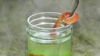 Swamp juice Swamp juice