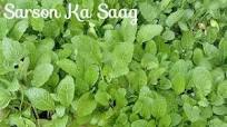 सरसों खुद उगाएं, खूब खाएं/How To Grow Sarson/Mustard Greens At Home सरसों खुद उगाएं, खूब खाएं/How To Grow Sarson/Mustard Greens At Home