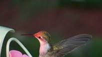 Hummingbird Nectar Recipe Hummingbird Nectar Recipe