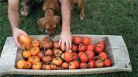 Homemade Barbecue Sauce from Fresh Tomatoes Homemade Barbecue Sauce from Fresh Tomatoes