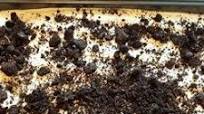 Dirt Pudding Dirt Pudding