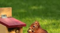 Creamy Baked Squirrel Creamy Baked Squirrel