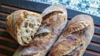 Demi Baguettes with Yecora Rojo Wheat Demi Baguettes with Yecora Rojo Wheat