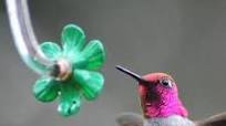 The Best Hummingbird Nectar Recipe The Best Hummingbird Nectar Recipe