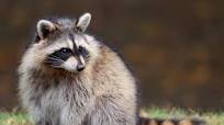 Roasted Bandit (Raccoon) Roasted Bandit (Raccoon)